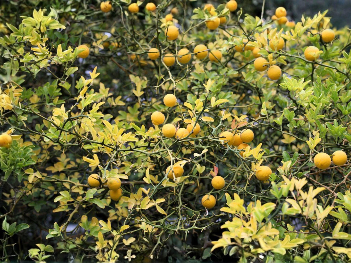 Hardy Orange Seedlings - 5 Bare Root Citrus Trees - Cold Hardy Fruit - Citrus trifoliata - Ornamental & Marmalade Use