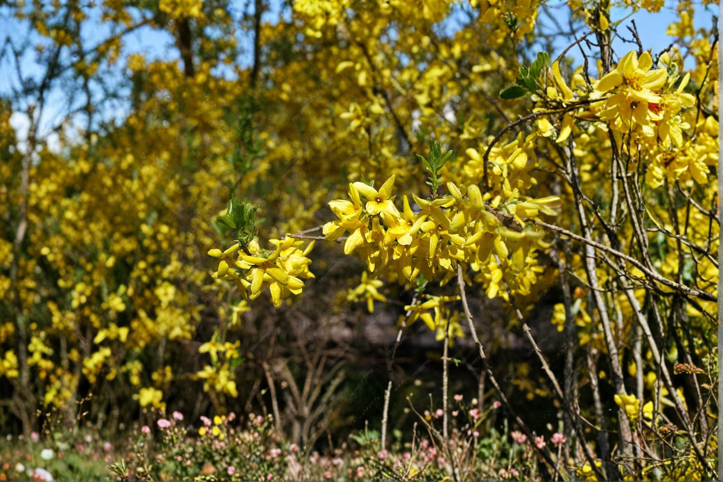 Weeping Forsythia Seeds - 10 Seeds - Yellow Spring Flowering Shrub - Forsythia suspensa - Deciduous Ornamental Plant