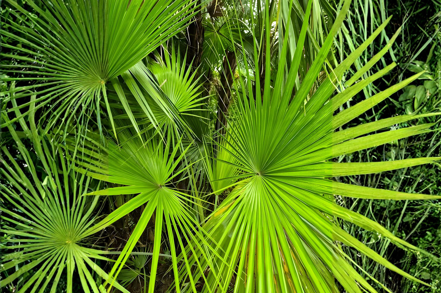 Sabal Palm Seeds (5) | Cabbage Palm | Hardy Native Palm | Sabal palmetto for Landscaping & Container Growing