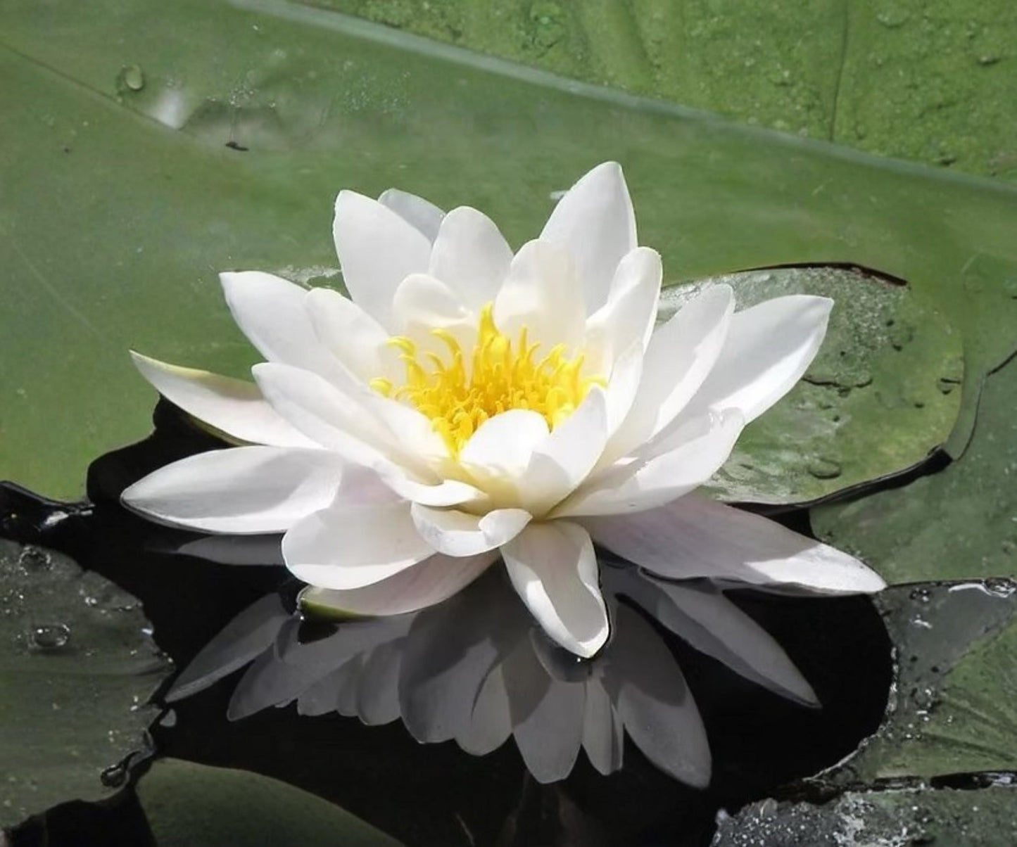 Marliacea Albida Water Lily Live Plant - Hardy White Aquatic Flower - Nymphaea ‘Marliacea Albida’ - Ideal for Ponds & Water Gardens