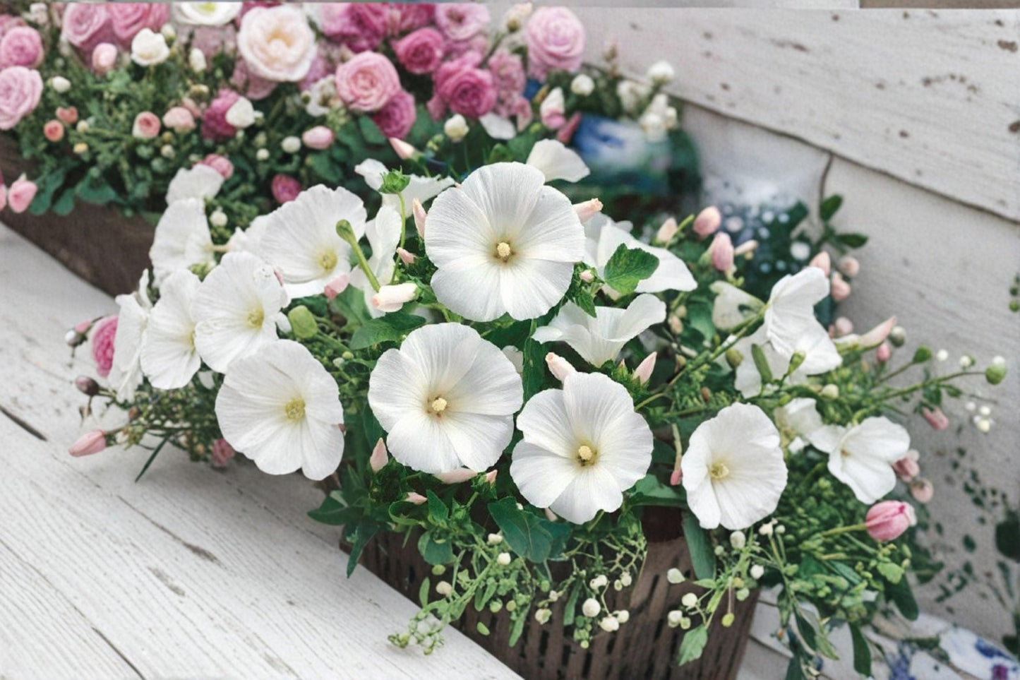 Dwarf White Rose Mallow Seeds - 40 Seeds Lavatera trimestris - Annual Flowering Plant for Garden Borders and Seasonal Blooms