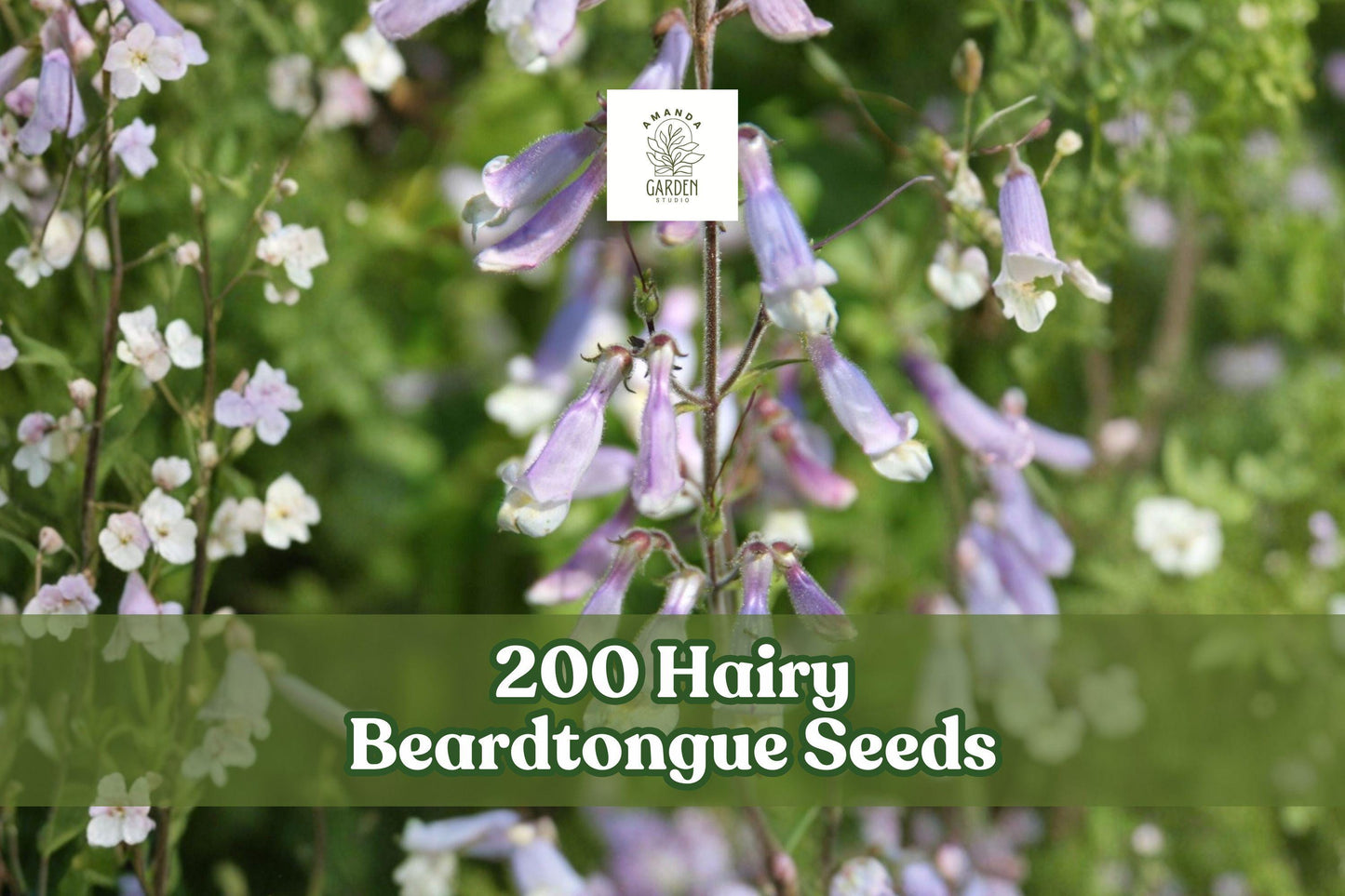 200 Hairy Beardtongue Seeds - Lavender Wildflower - Penstemon hirsutus - Easy Grow Perennial for Gardens & Landscapes