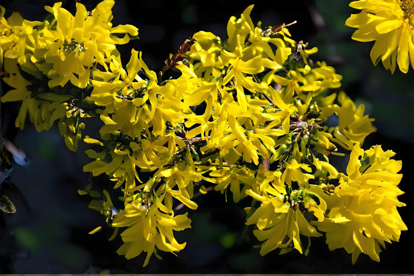 Weeping Forsythia Seeds (10) | Bright Yellow Blooms | Forsythia suspensa | Hardy Ornamental Shrub for Hedges and Borders