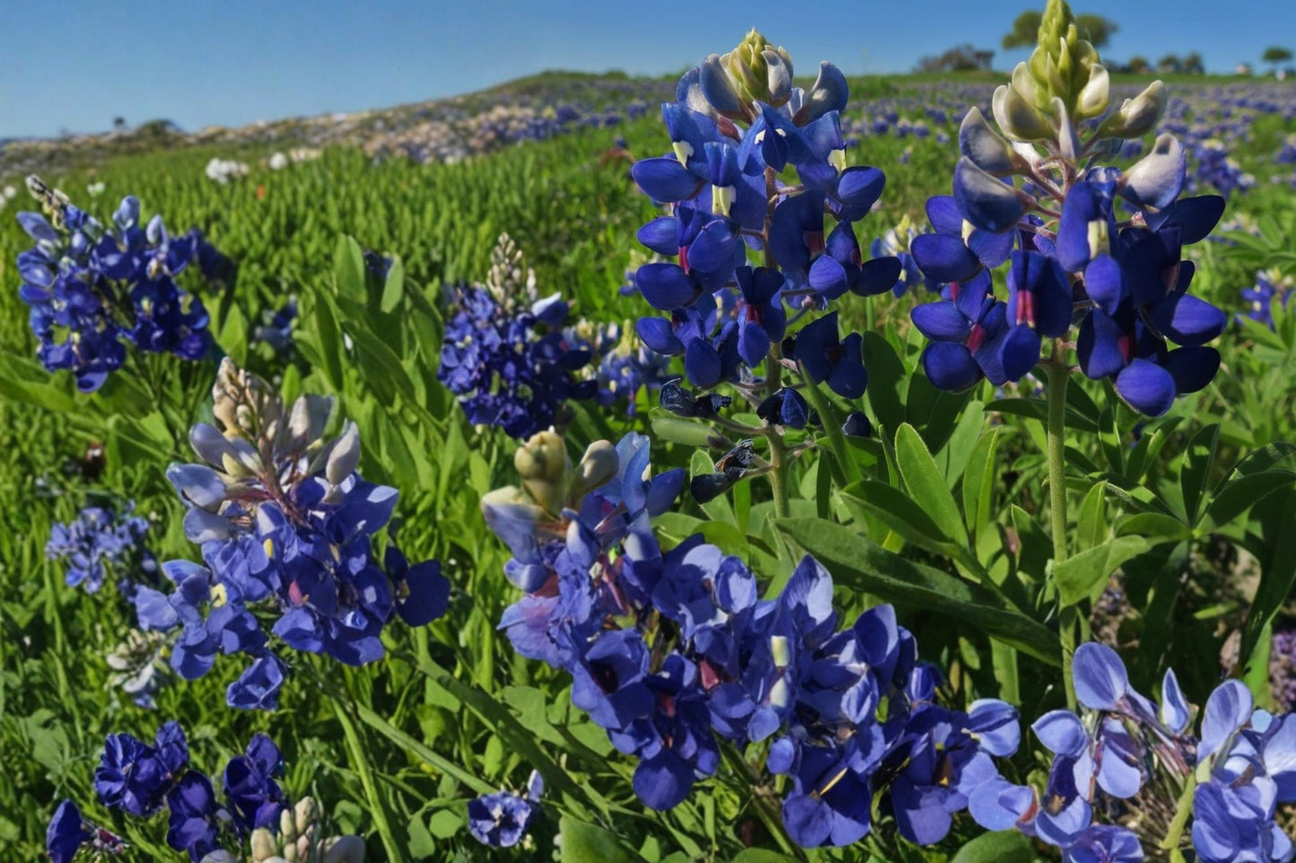 Texas Bluebonnet Seeds - 50 Count - Blue Flower Spikes with White Tips - Lupinus texensis - Annual Wildflower for Gardens