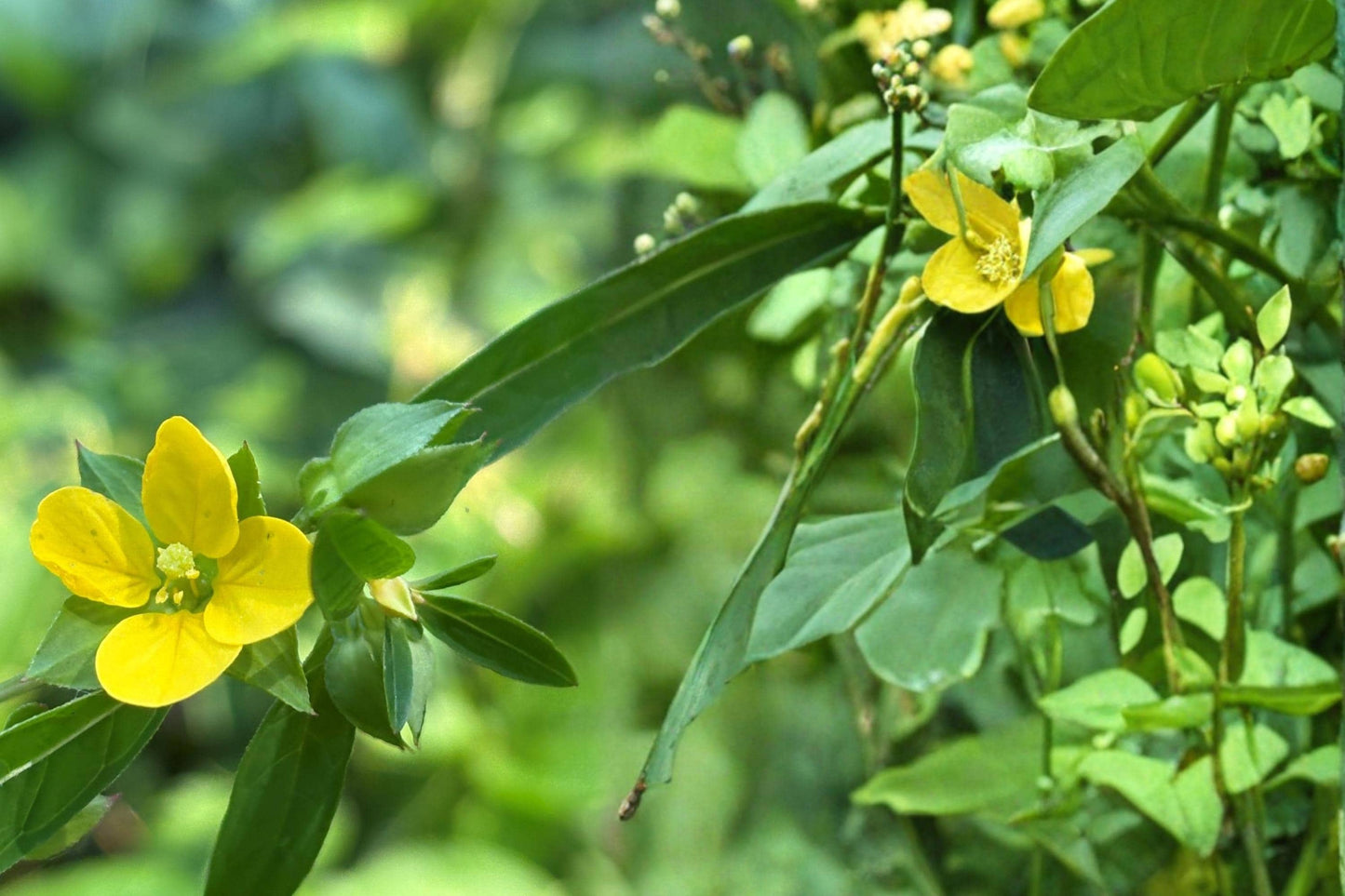 Seedbox Seeds 1000 Count - Ludwigia alternifolia - Yellow Wildflower for Wetlands, Moist Soils, Pollinator Friendly Perennial