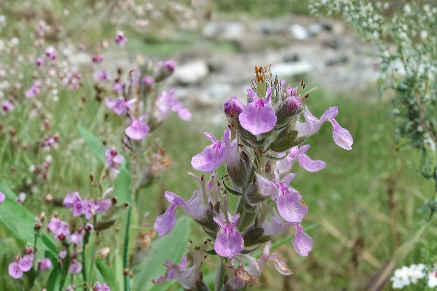 American Germander Seeds 40 Count - Teucrium canadense - Perennial Wildflower with Pale Purple to Pink Flower Spikes