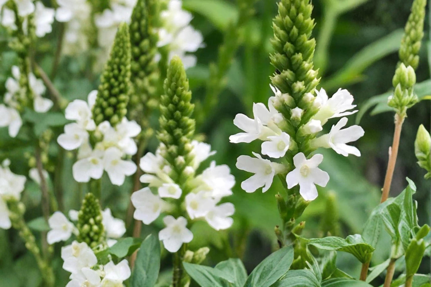 White Vervain Seeds - 100 Perennial Wildflower Seeds - Verbena urticifolia - Airy White Blooms for Pollinator Gardens