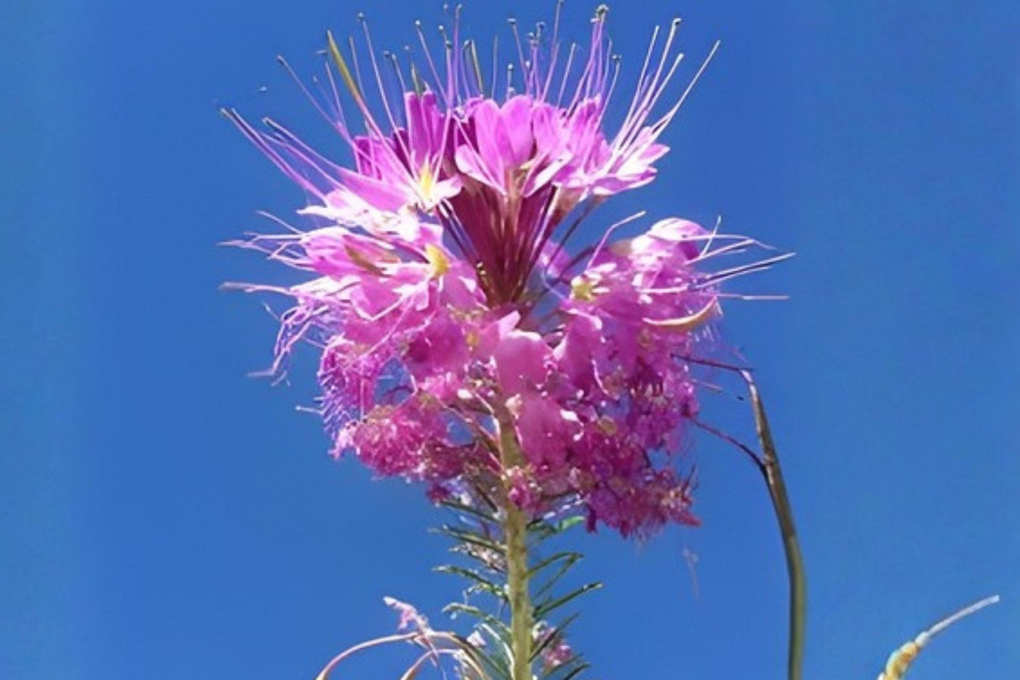 Rocky Mountain Bee Plant Seeds | 75 Count | Vibrant Pink-Purple Blooms | Cleome serrulata | Attract Pollinators