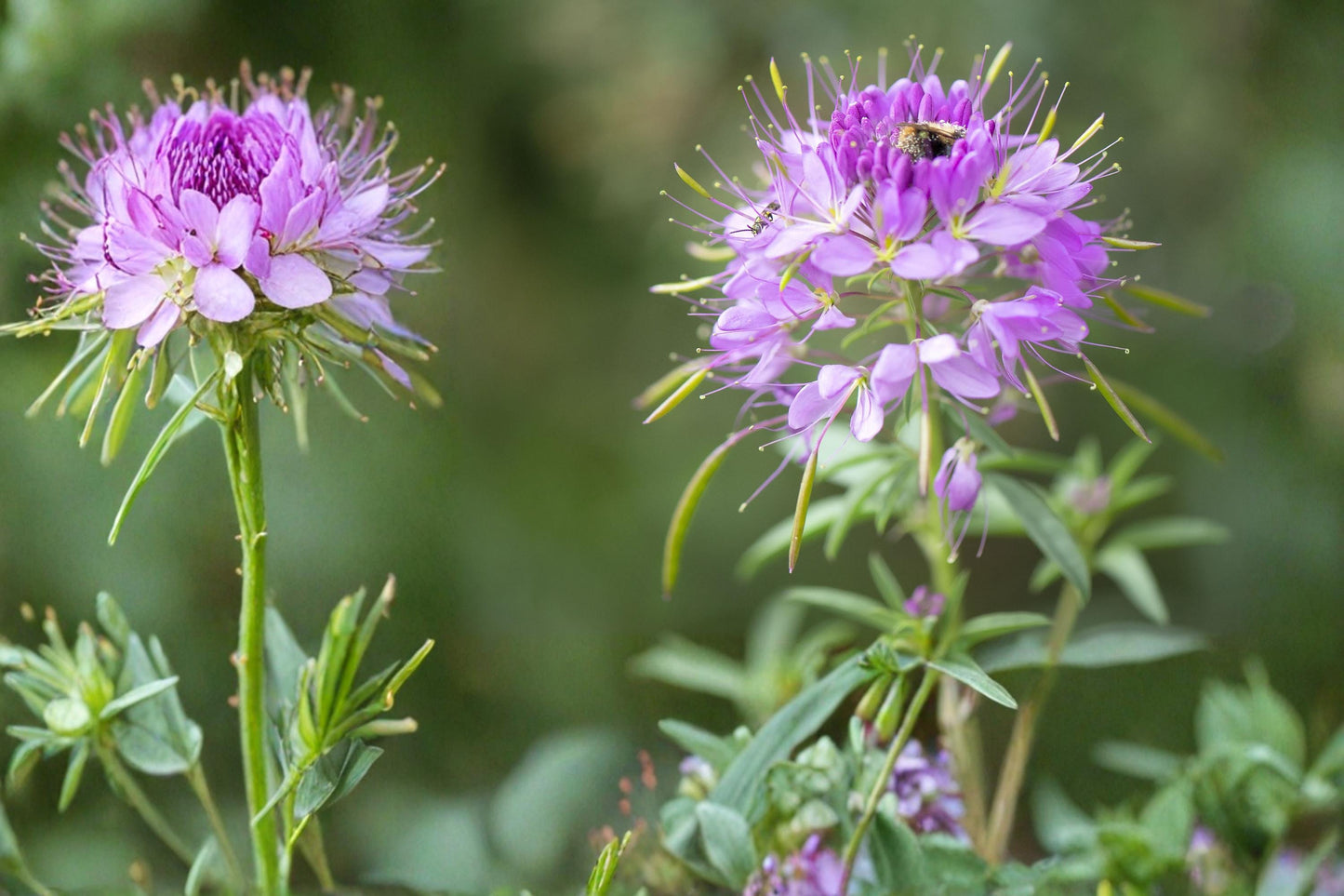 Rocky Mountain Bee Plant Seeds - 75 Pink Purple Clusters - Cleome serrulata - Annual Wildflower for Pollinators, Drought Tolerant