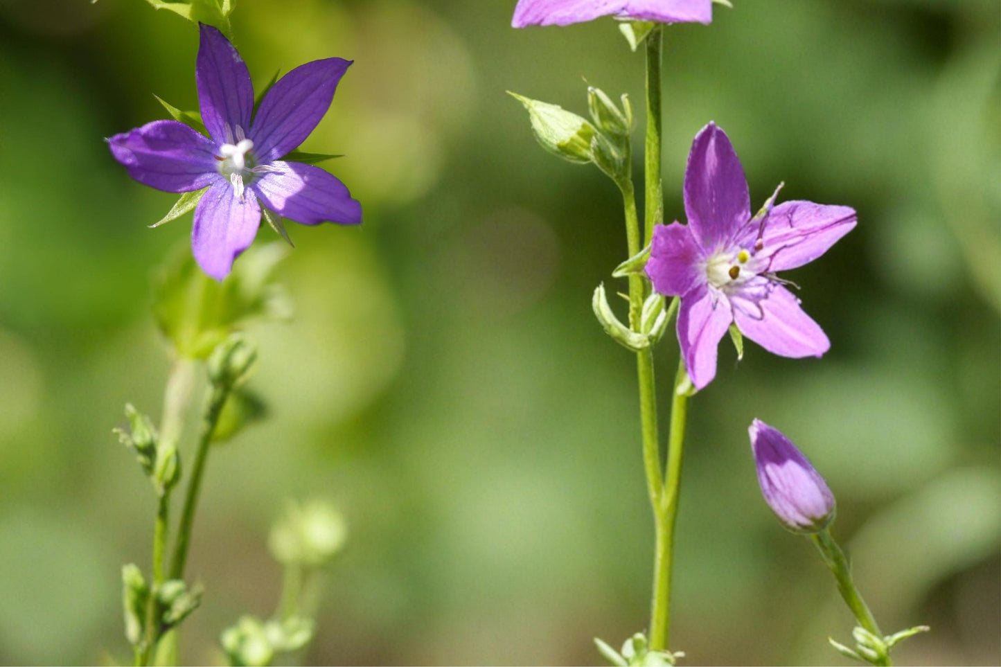 Venus Looking Glass Seeds - 1000 Violet-Blue Wildflower Seeds - Triodanis perfoliata - Annual Pollinator Plant for Gardens