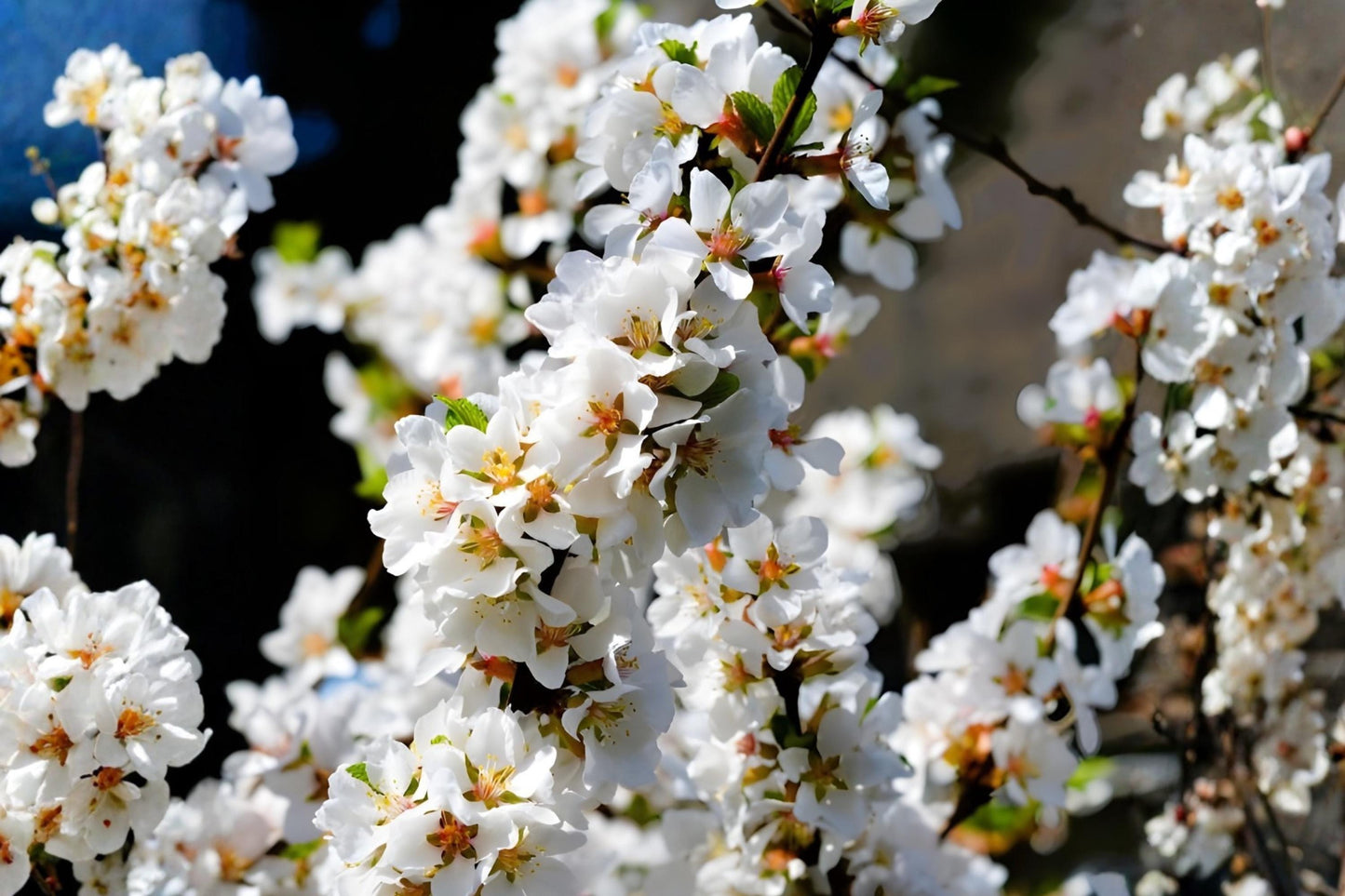 Nanking Cherry Seeds (10) | Hardy Fruiting Shrub with Pink Blossoms | Prunus tomentosa | Edible Garden & Wildlife Habitat