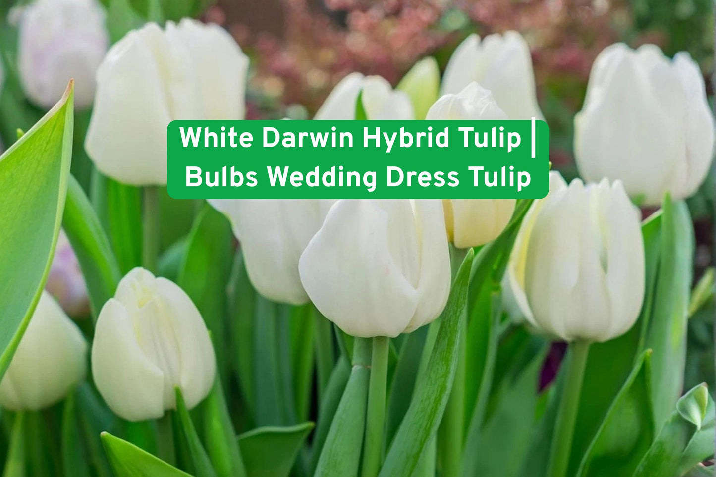 White Darwin Hybrid Tulip Bulbs - 5 Premium Bulbs for Elegant Spring Gardens, Wedding Decor, and Cut Flowers (Tulipa spp.)