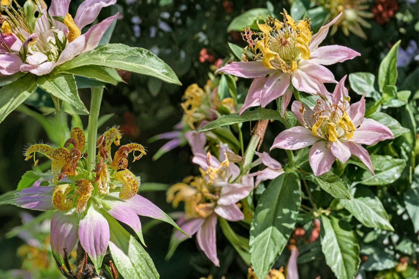 Spotted Bee Balm Seeds - 100 Seeds - Yellow with Purple Spots - Monarda punctata - Pollinator-Friendly Herbaceous Plant
