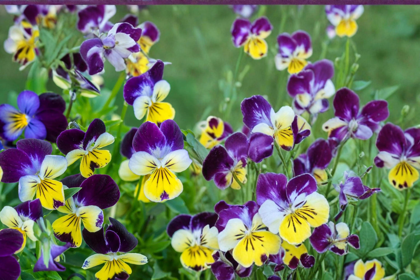 Johnny Jump Up Seeds - 100 Count Viola tricolor - Purple, Yellow, White Flowers - Compact Annual/Perennial for Gardens & Containers