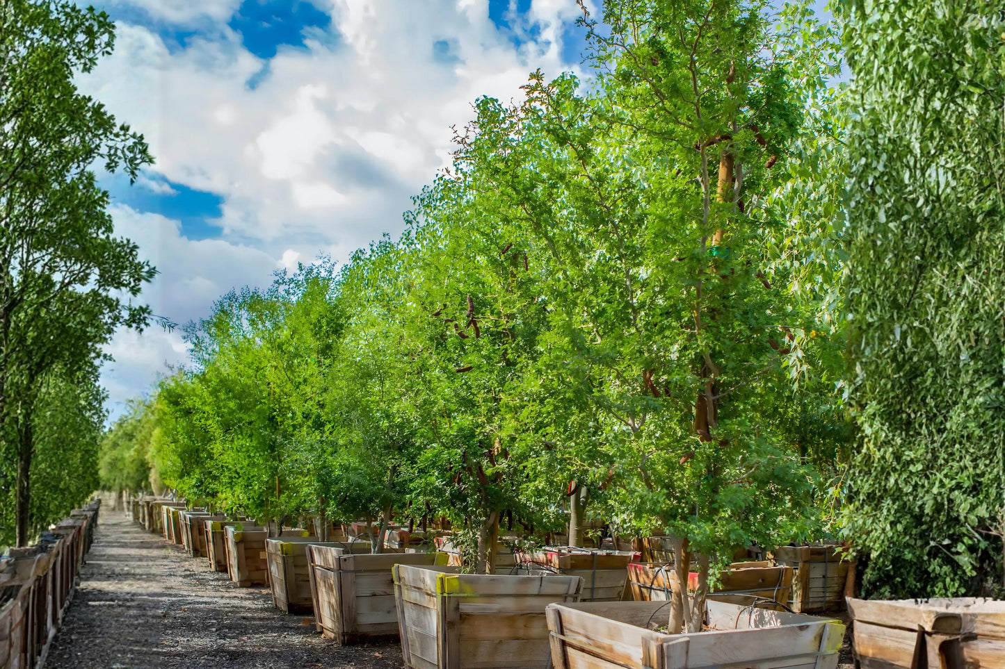Texas Ebony Seeds (10) | Hardy Drought Tolerant Tree | Pithecellobium flexicaule | Ideal for Bonsai & Xeriscape Gardens