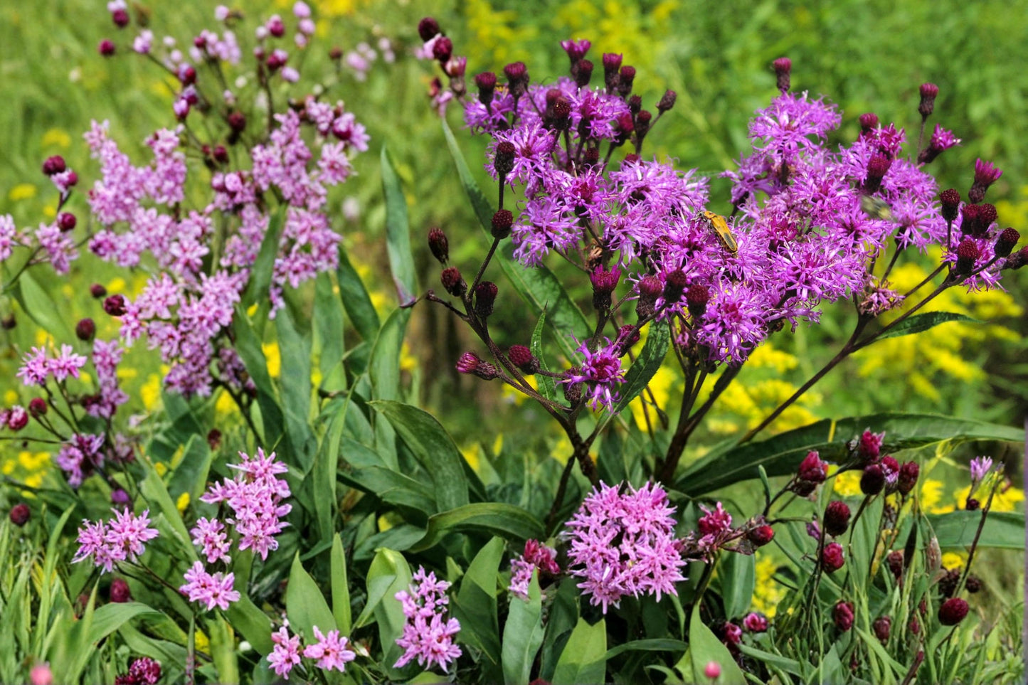 New York Ironweed Seeds - 100 Count - Purple Wildflower - Vernonia noveboracensis - Native Perennial for Wetlands and Meadows