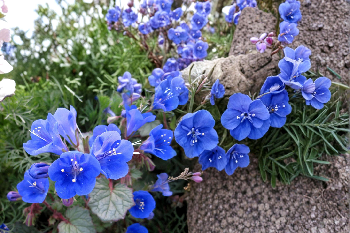 California Bluebells Seeds 100 Count - Deep Blue Bell-Shaped Flowers - Phacelia campanularia - Drought Tolerant Annual Wildflower