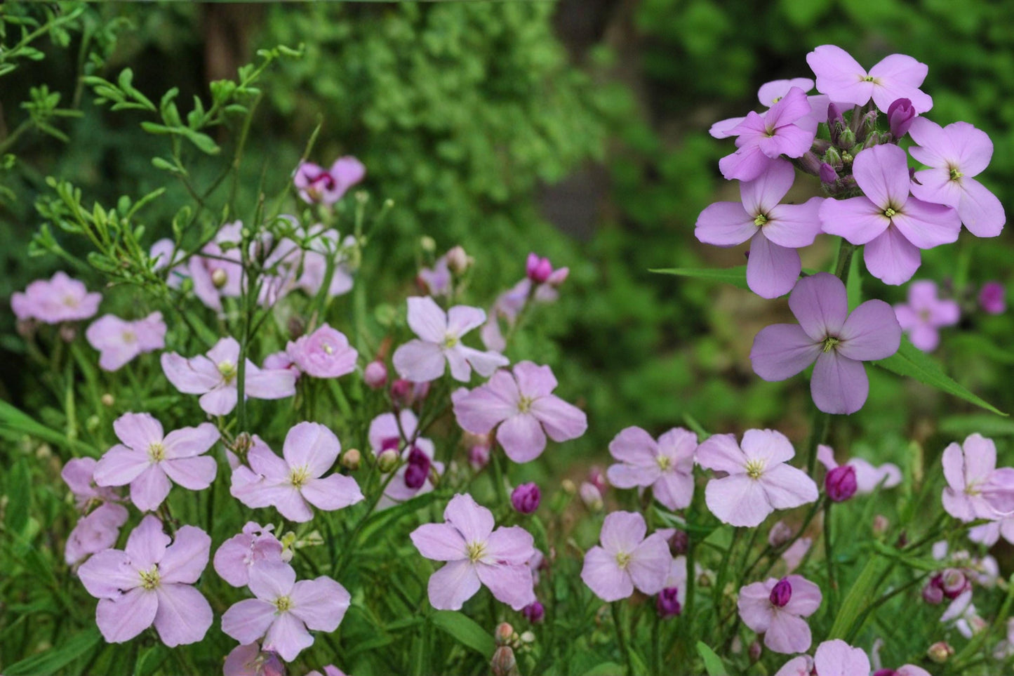 Dame’s Rocket Seeds - 100 Seeds - Purple, Pink, White - Hesperis matronalis - Fragrant Biennial Flower for Cottage Gardens