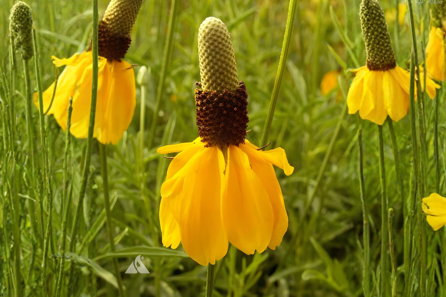 Prairie Coneflower Seeds (100) | Yellow Wildflower for Gardens | Ratibida columnifera | Drought Tolerant Native Seeds