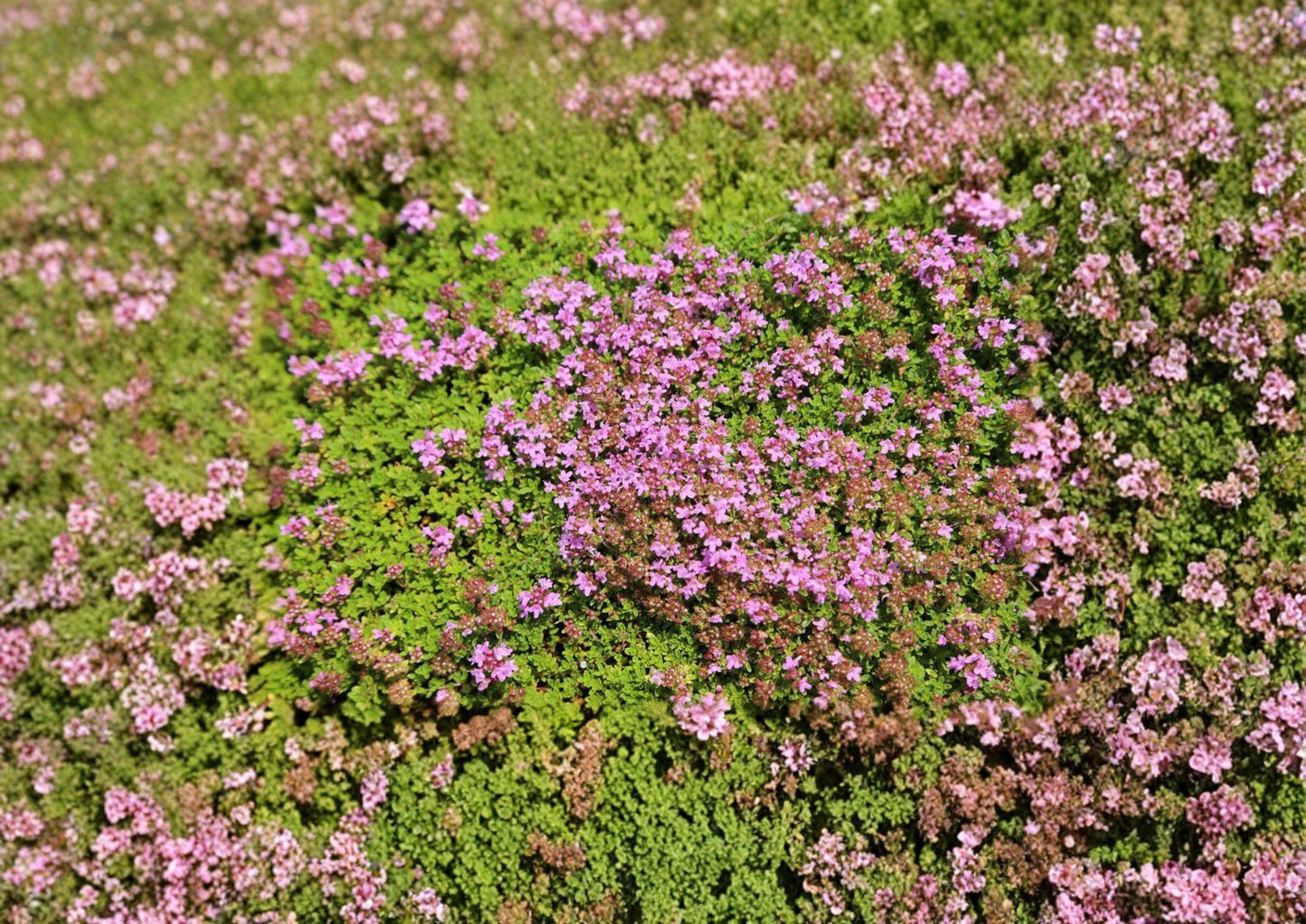 Creeping Thyme Seeds - 1000+ Perennial Purple Flower Groundcover - Thymus Serpyllum - Hardy Fragrant Herb for Lawn Alternative