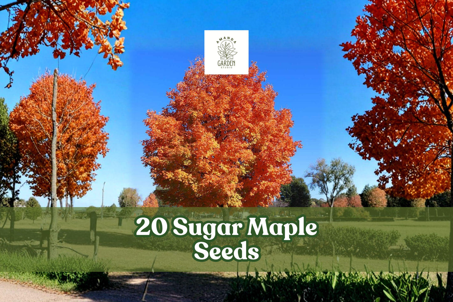 Sugar Maple Seeds - 20+ Pack - Acer saccharum - Ornamental Tree with Vibrant Yellow Fall Foliage - Ideal for Bonsai or Landscape