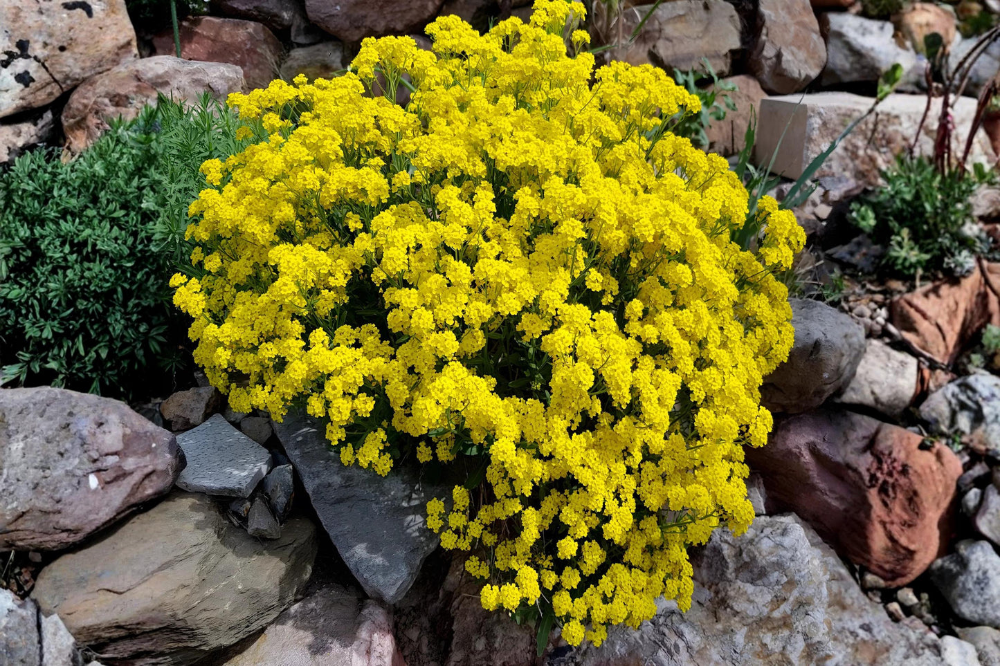 Alyssum Seeds - 100 Basket of Gold - Bright Yellow Perennial for Rock Gardens & Ground Cover - Alyssum saxatile