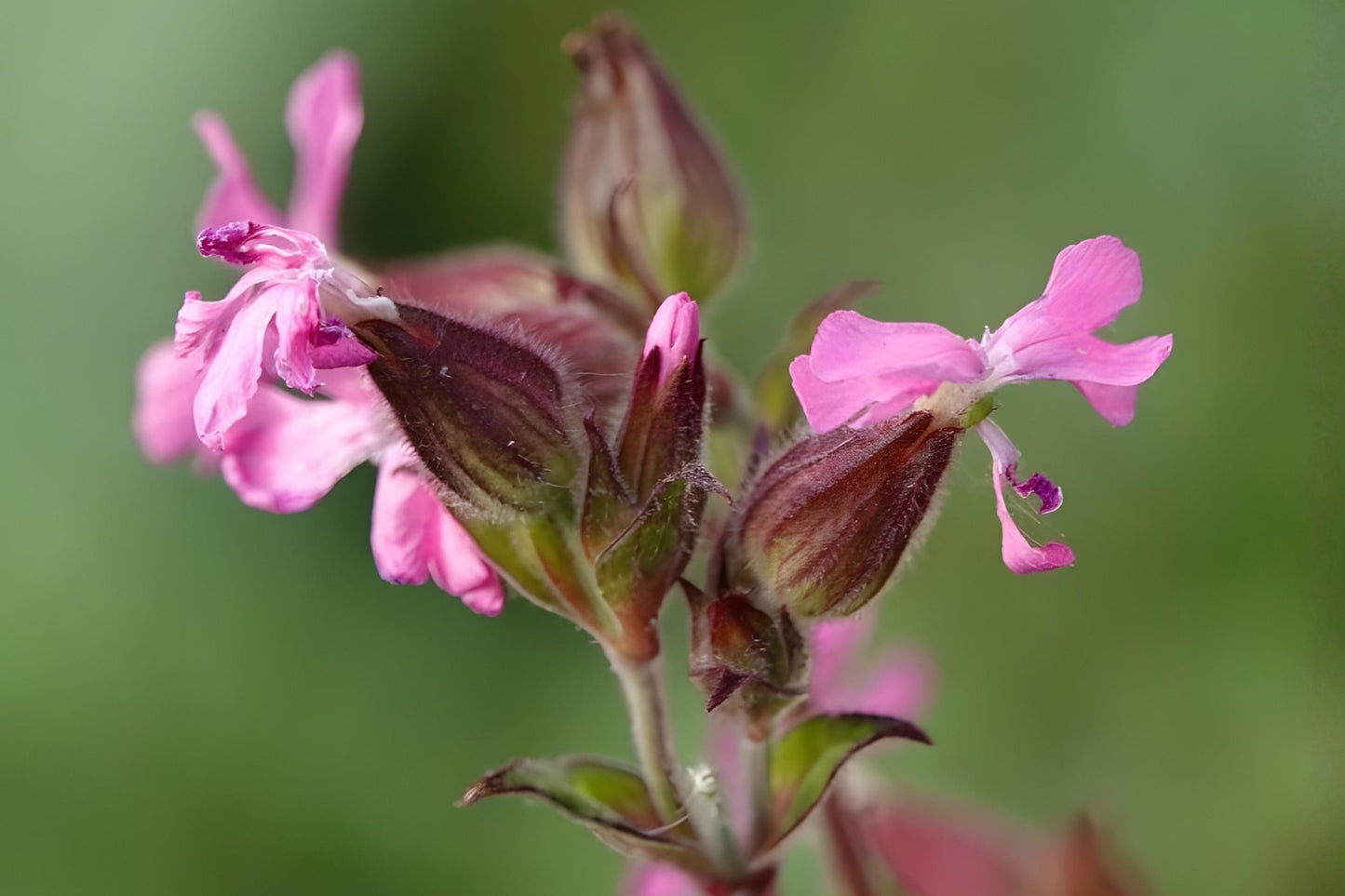 Nodding Catchfly Seeds (100) | Pink Flowering Silene pendula | Easy to Grow for Borders & Cottage Gardens