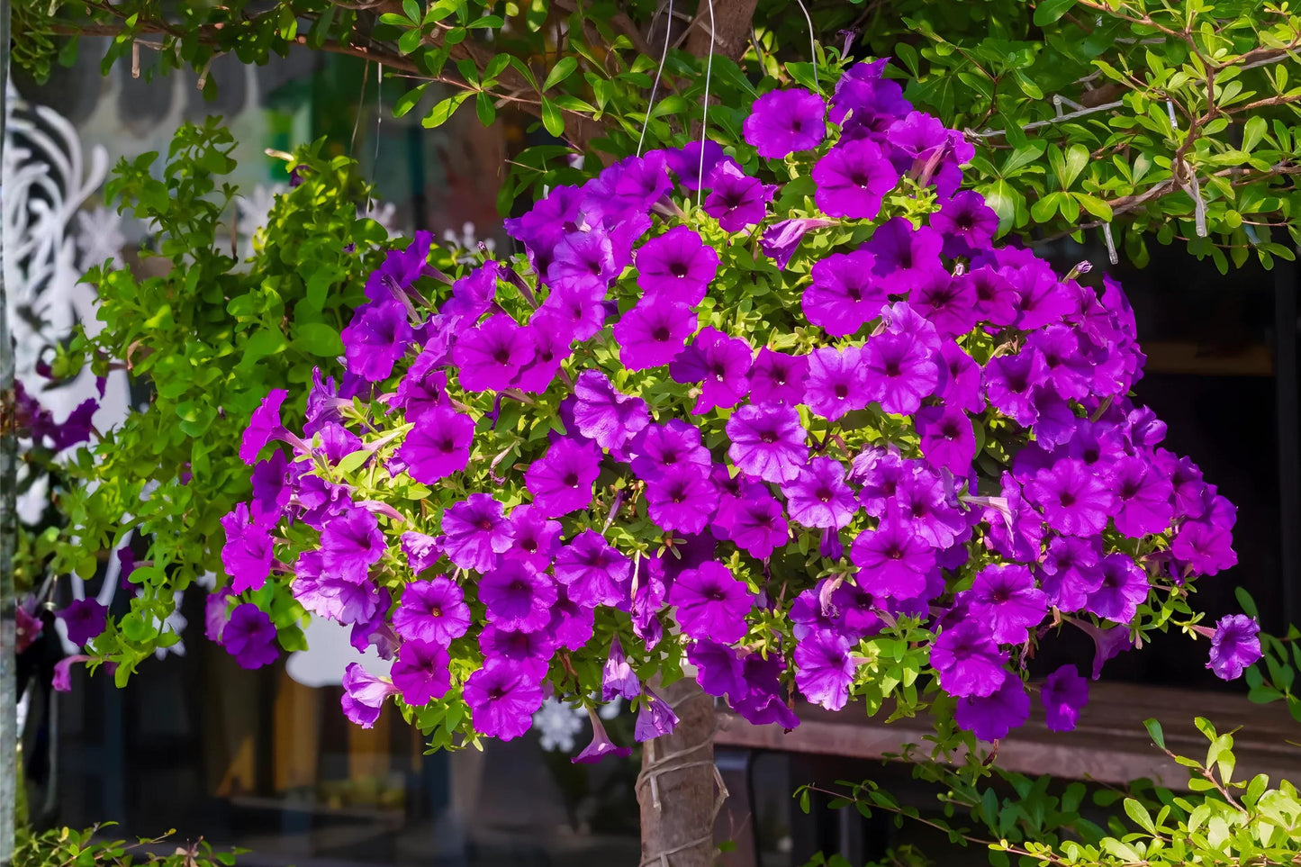 Wild Petunia Seeds 100 Count | Soft Purple Trumpet Blooms | Petunia violacea | Native Pollinator-Friendly Gardening