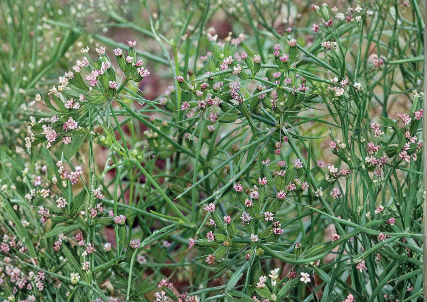 Cumin Seeds 100+ Heirloom Non-GMO Culinary Spice Herb Seeds Cuminum Cyminum Aromatic Garden Planting Seeds