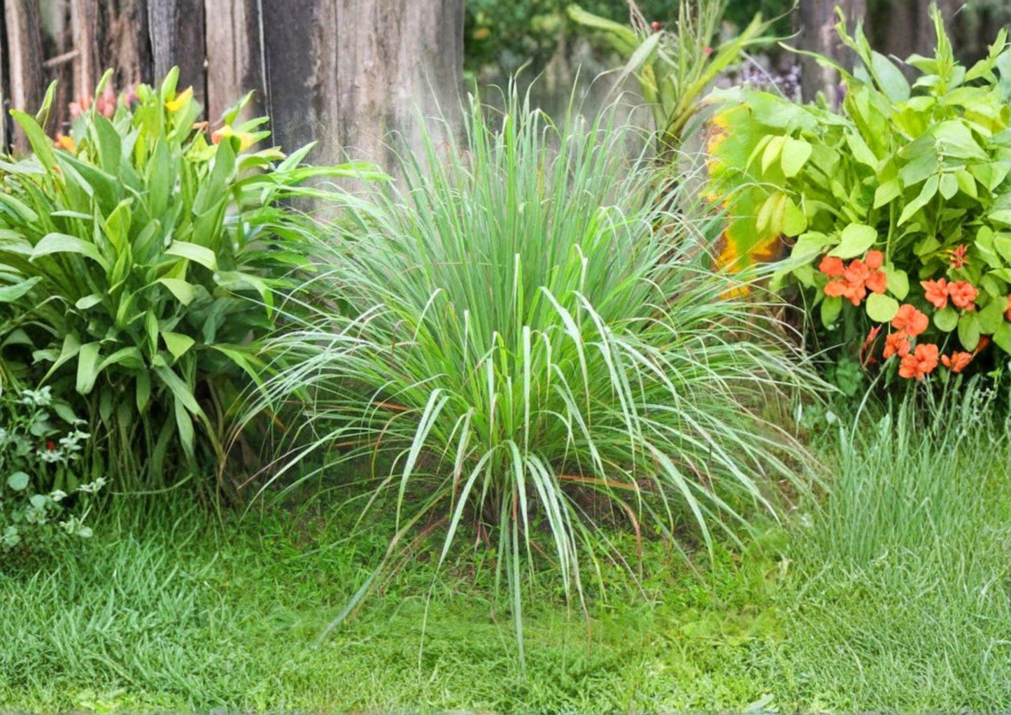 Lemongrass Seeds 50+ Non-GMO Heirloom Cymbopogon Citratus Aromatic Culinary Medicinal Garden Planting Seeds