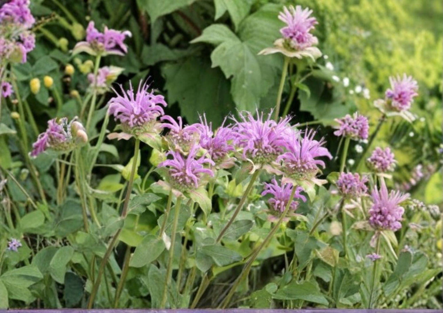 Bee Balm Seeds 1000 Count Monarda Fistulosa Non-GMO Perennial Pollinator Friendly Hummingbird Garden Planting Seeds