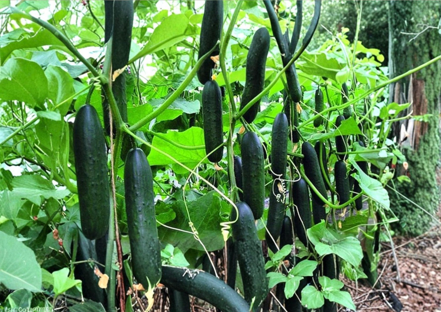 Cucumber Seeds 50+ Heirloom Non-GMO Crisp Pickling Slicing Cucumbers (Cucumis sativus) High Yield Garden Planting