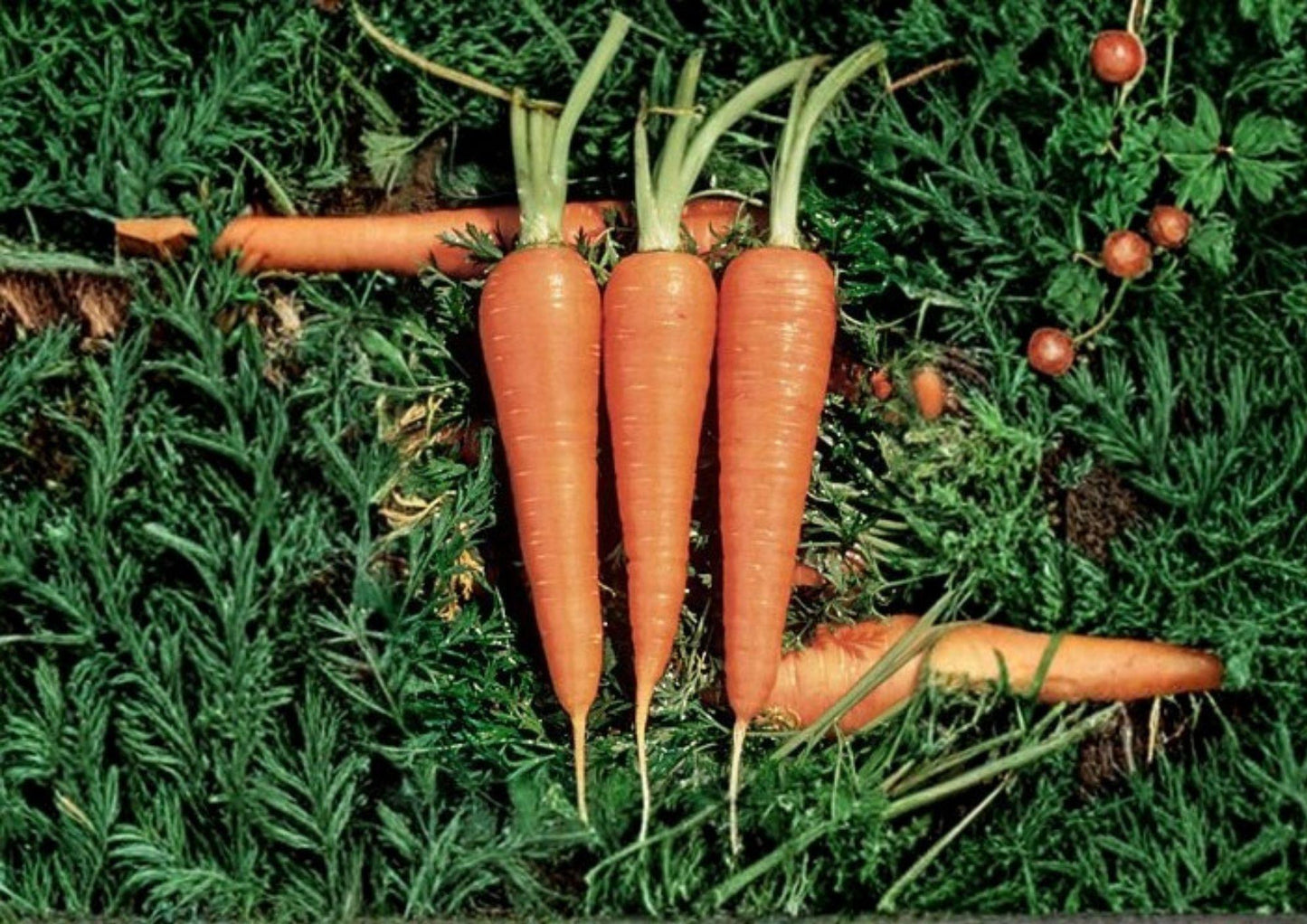 Danvers 126 Carrot Seeds - Heirloom Non-GMO Vegetable Seeds for Sweet Root Carrots - Daucus Carota - Easy to Grow Gardening