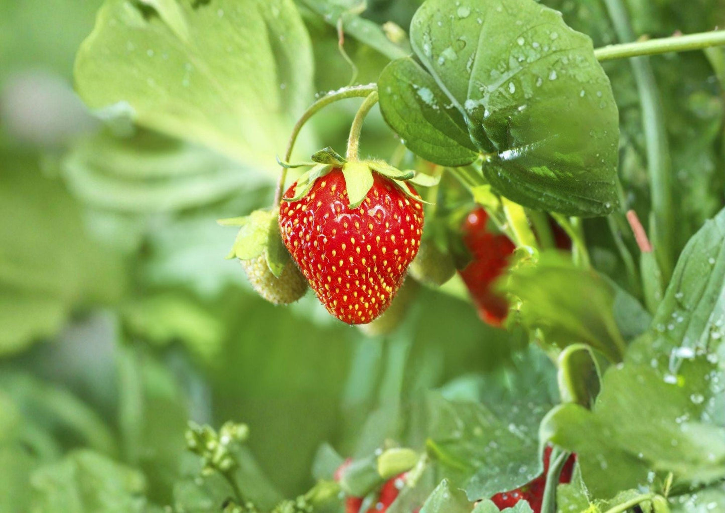 25+ Non-GMO Heirloom Strawberry Seeds - Sweet Berry Planting Seeds - Fragaria - Perennial Garden Vegetable Seeds