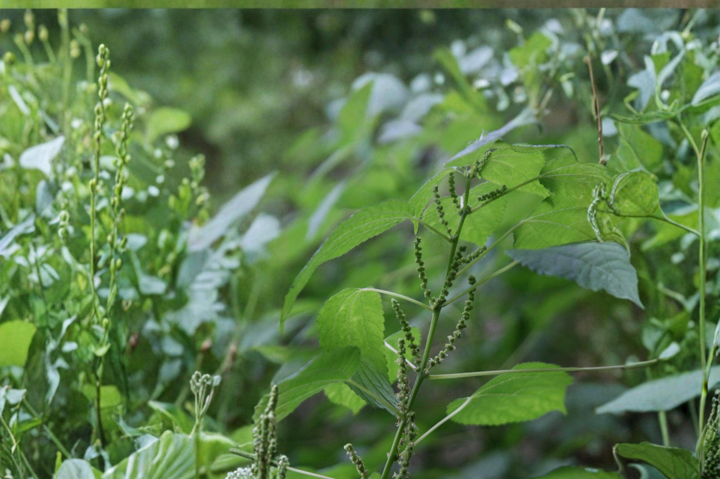 Smallspike False Nettle Seeds - 100 Count - Boehmeria cylindrica - Native Perennial for Wetlands & Woodland Edges