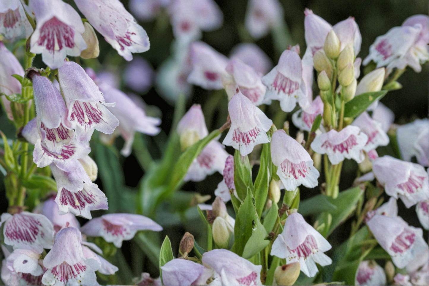Foxglove Beardtongue Seeds 100 Count - White/Pink Tubular Flowers - Penstemon digitalis - Perennial Wildflower for Garden Borders
