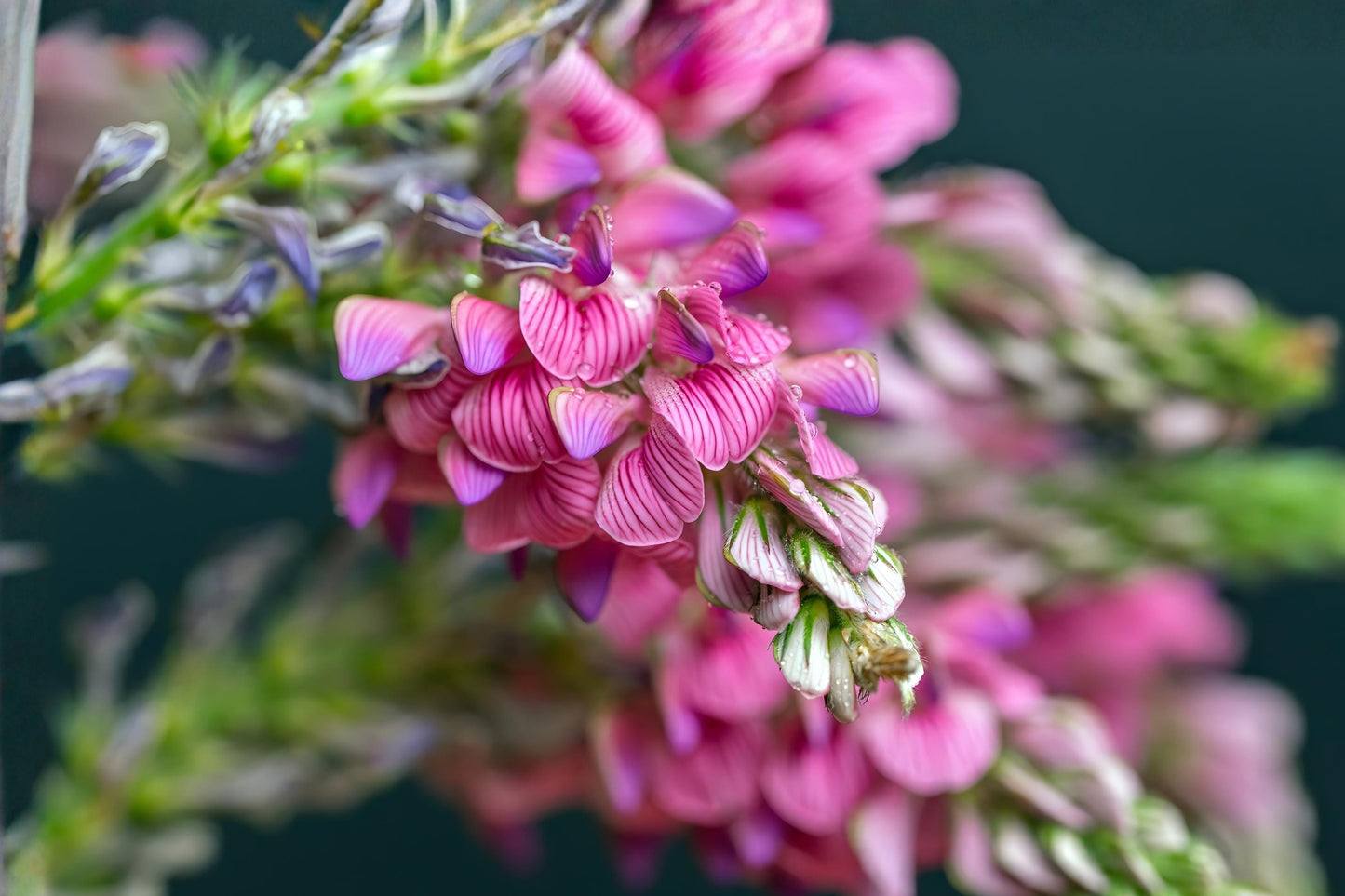 Sainfoin Seeds (100) - Shoshone Variety - Onobrychis viciifolia - Drought Tolerant Forage Legume for Pollinators & Soil Health