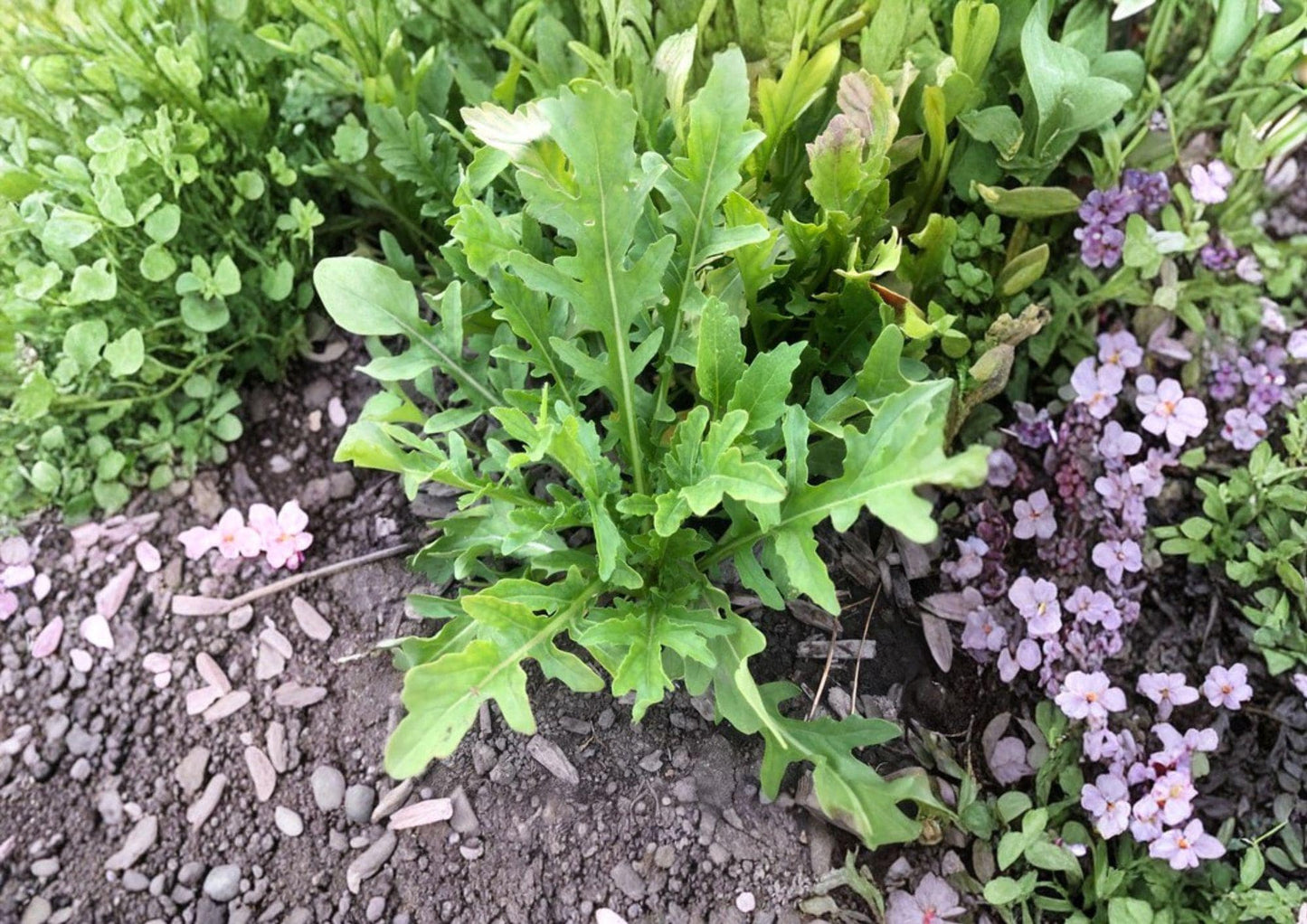 Organic Arugula Seeds 1200 Count Heirloom Non-GMO Eruca Sativa Fast Growing Leafy Green Salad Garden Planting Seeds