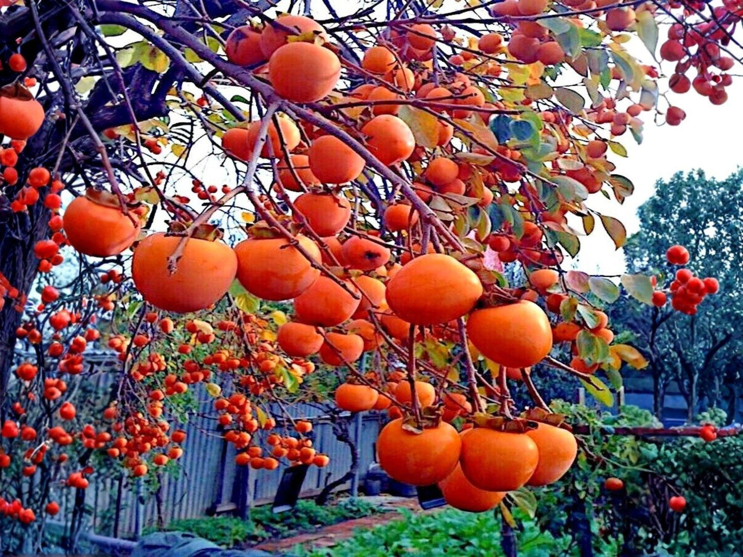 American Persimmon Trees - 2 Bare Root Native Fruit Trees, Diospyros virginiana, 12-24 Inches, Wildlife Garden, Edible Landscape