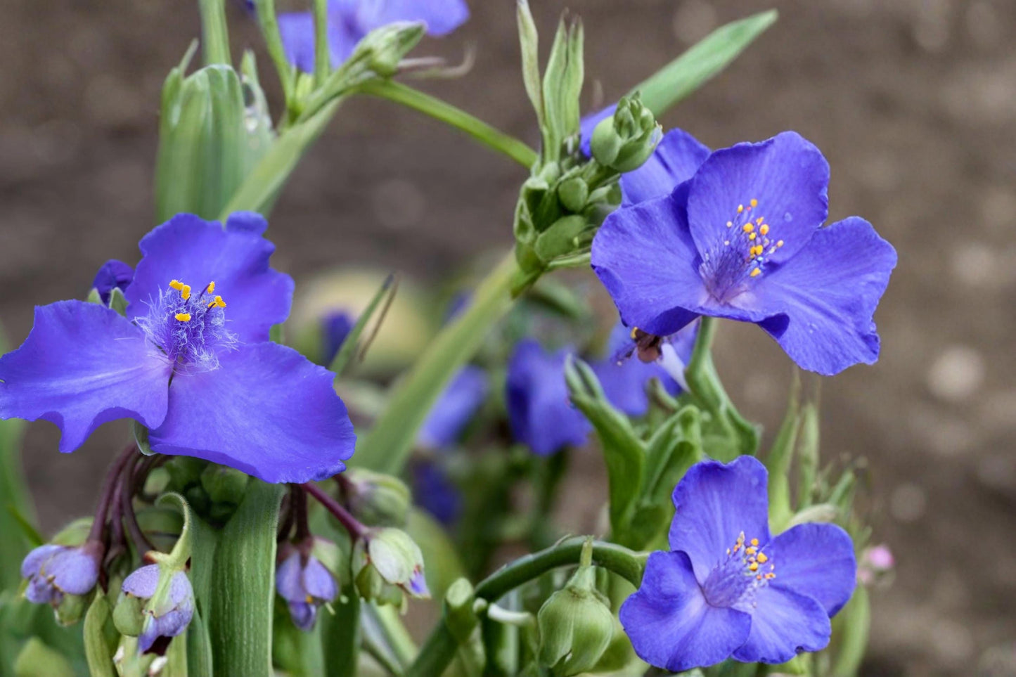 Western Spiderwort Seeds, 25 Count, Blue-Purple Flowers, Herbaceous Perennial, Tradescantia occidentalis, Drought Tolerant