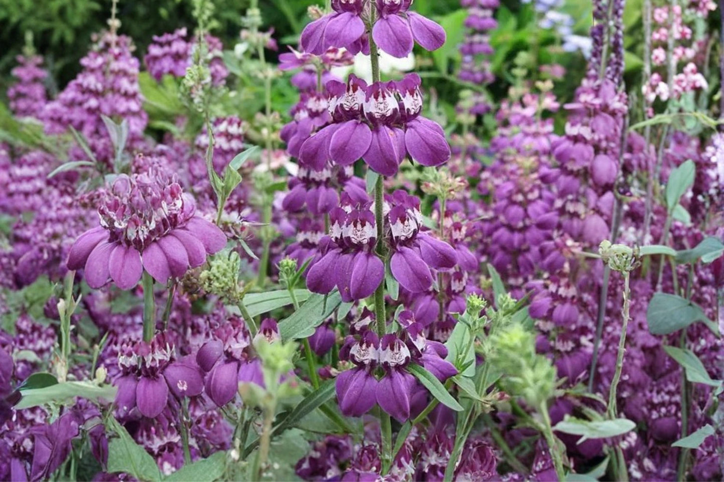 Chinese Houses Seeds - 100 Count - Collinsia heterophylla - Colorful Annual with Purple, Pink & White Flowers for Wildflower Gardens