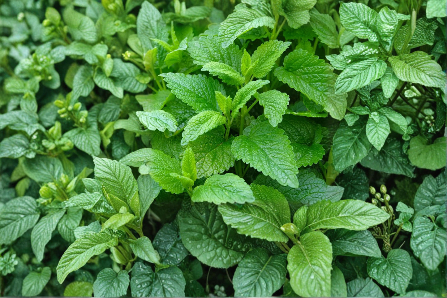 Lemon Balm Seeds 100 Count - Aromatic Herbaceous Perennial - Melissa officinalis - Fragrant Green Foliage for Herb Gardens