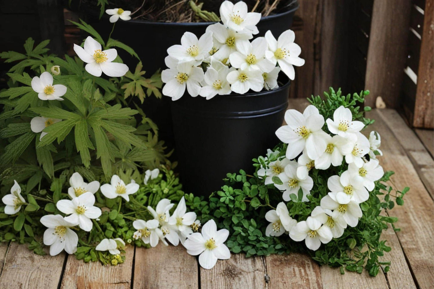Canada Anemone Seeds - 25 Count - White Wildflower - Anemone canadensis - Herbaceous Perennial for Meadows & Woodland Gardens