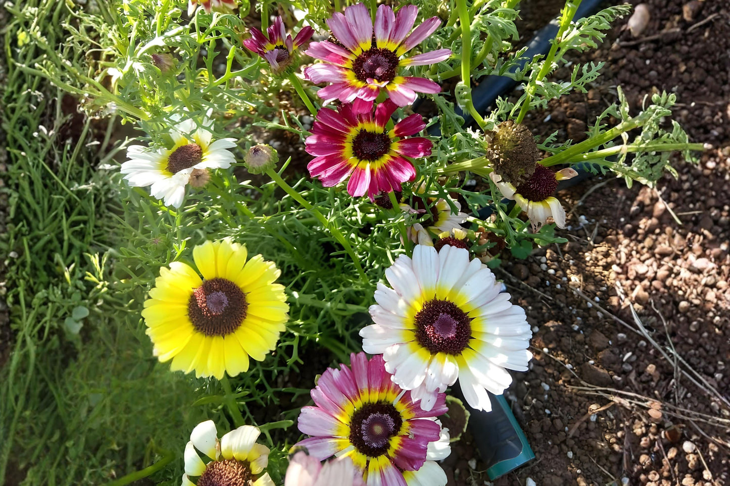 Painted Daisy Seeds (100) | Tricolor Mix - Glebionis carinata | Bright Wildflower for Pollinator Gardens