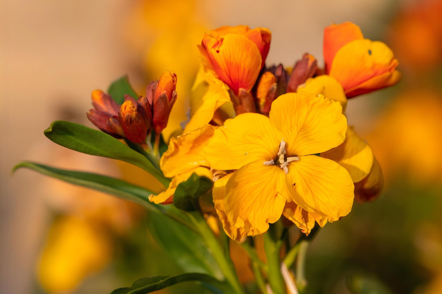 Siberian Wallflower Seeds (100) - Bright Orange Blooms, Erysimum cheiri, Perfect for Borders & Rock Gardens