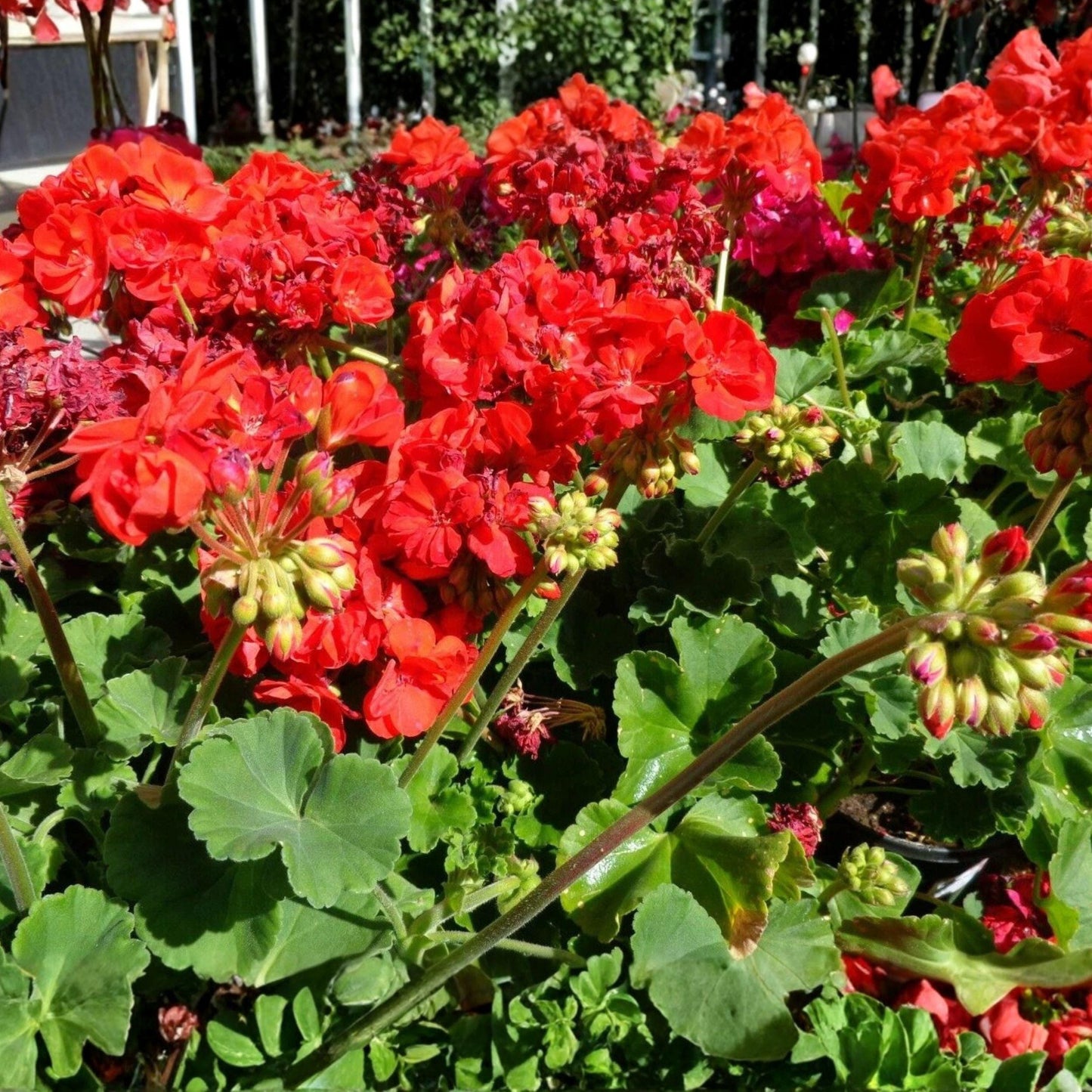 Bright Red Geranium Cuttings - 6 Unrooted Pelargonium hortorum for Garden & Containers - Fragrant Flower Starter
