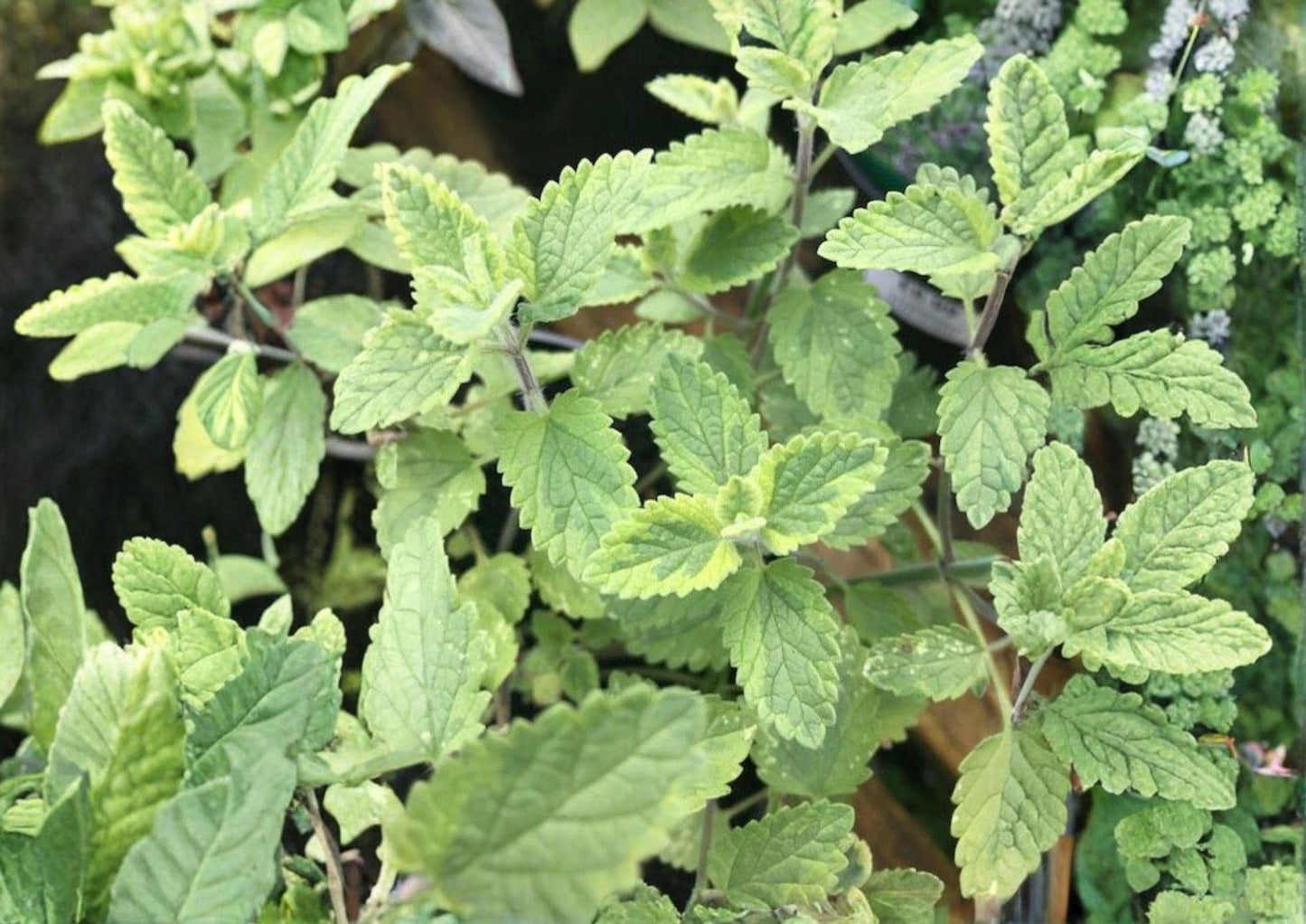 Catnip Seeds - 100 Heirloom Non-GMO Seeds - Nepeta Cataria - Perennial Herb for Garden & Cat Attraction