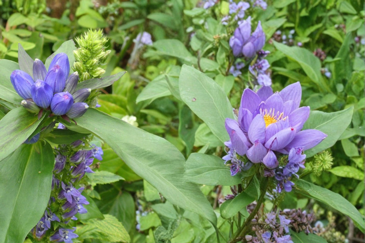Great Blue Lobelia Seeds, 100 Count, Bright Blue Flowering Perennial, Lobelia siphilitica, Native Wildflower for Wetlands