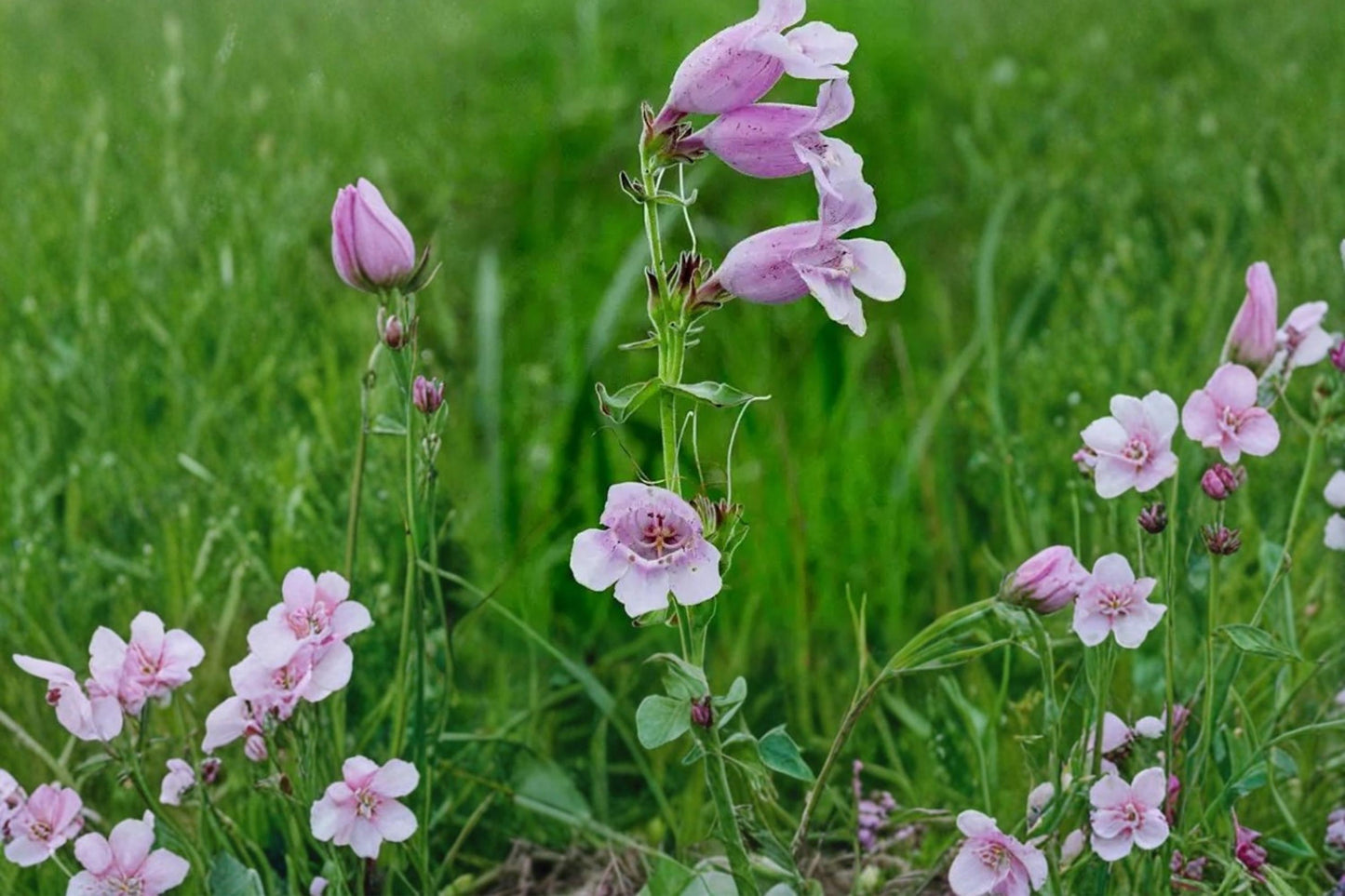 Showy Beardtongue Seeds - 40 Count - Penstemon cobaea - Pale Pink to Lavender Wildflower - Native Perennial for Prairie Gardens