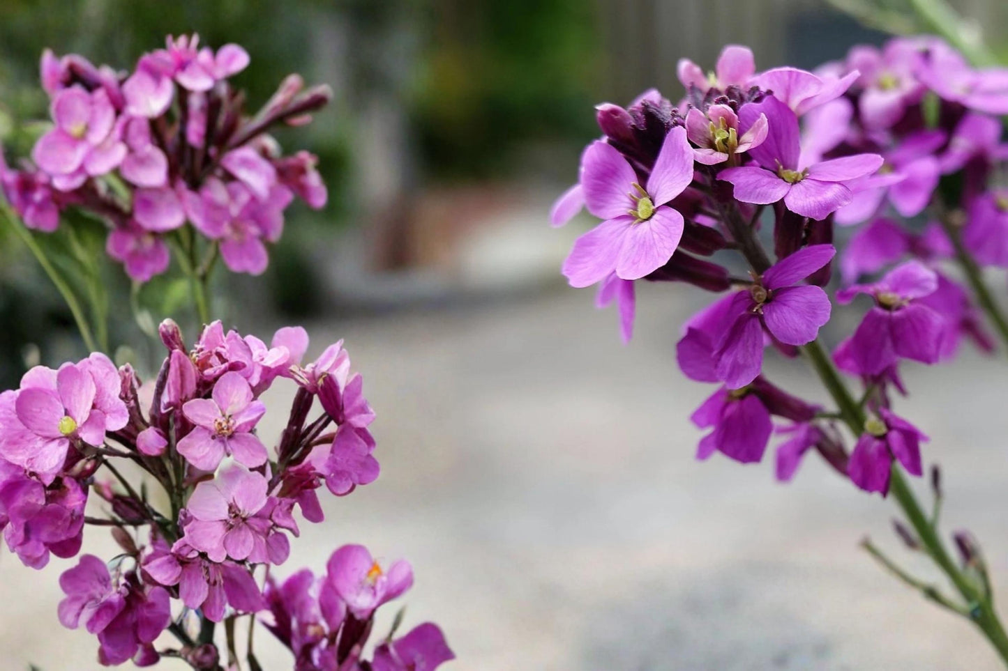 Evening Scented Stock Seeds - 100 Seeds - Purple to Pink Flowers - Matthiola longipetala - Herbaceous Annual for Borders & Containers